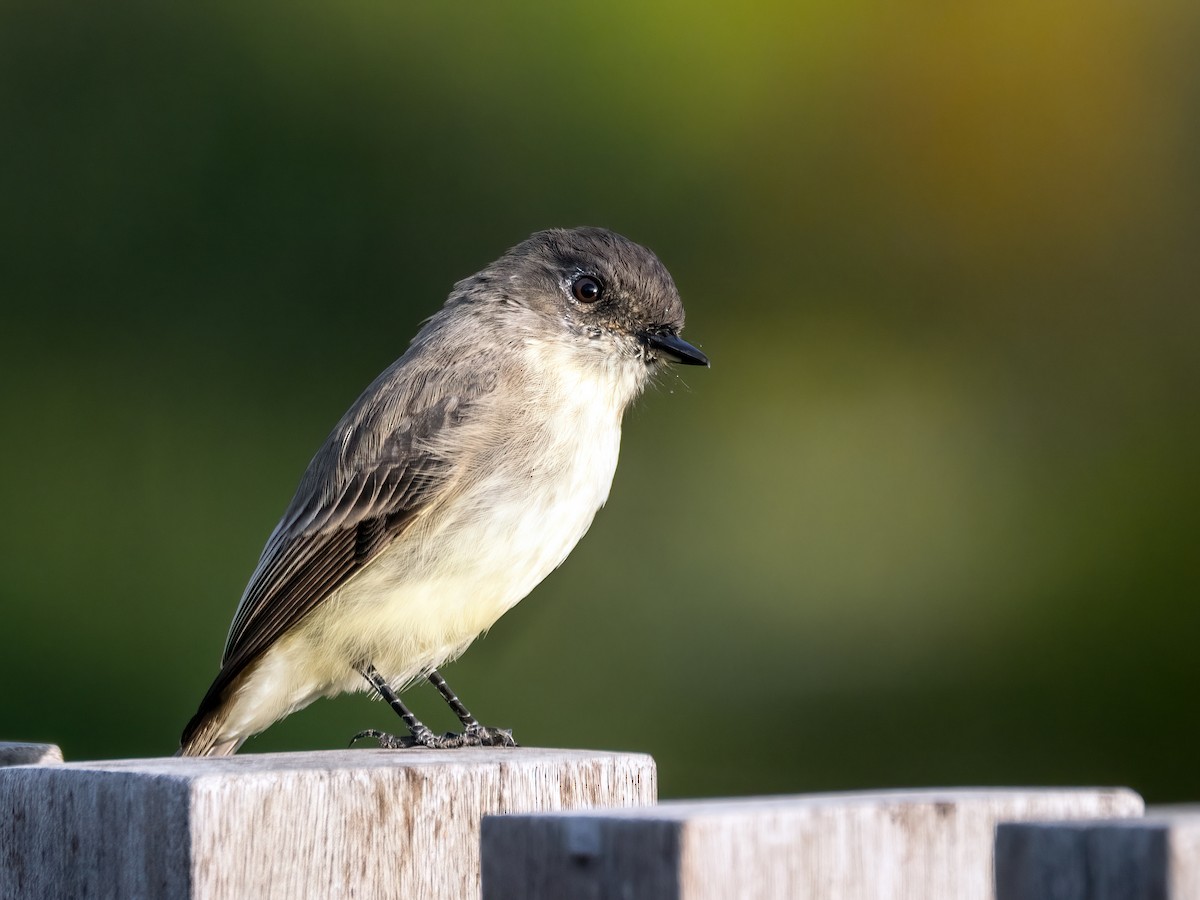 Eastern Phoebe - ML624169682