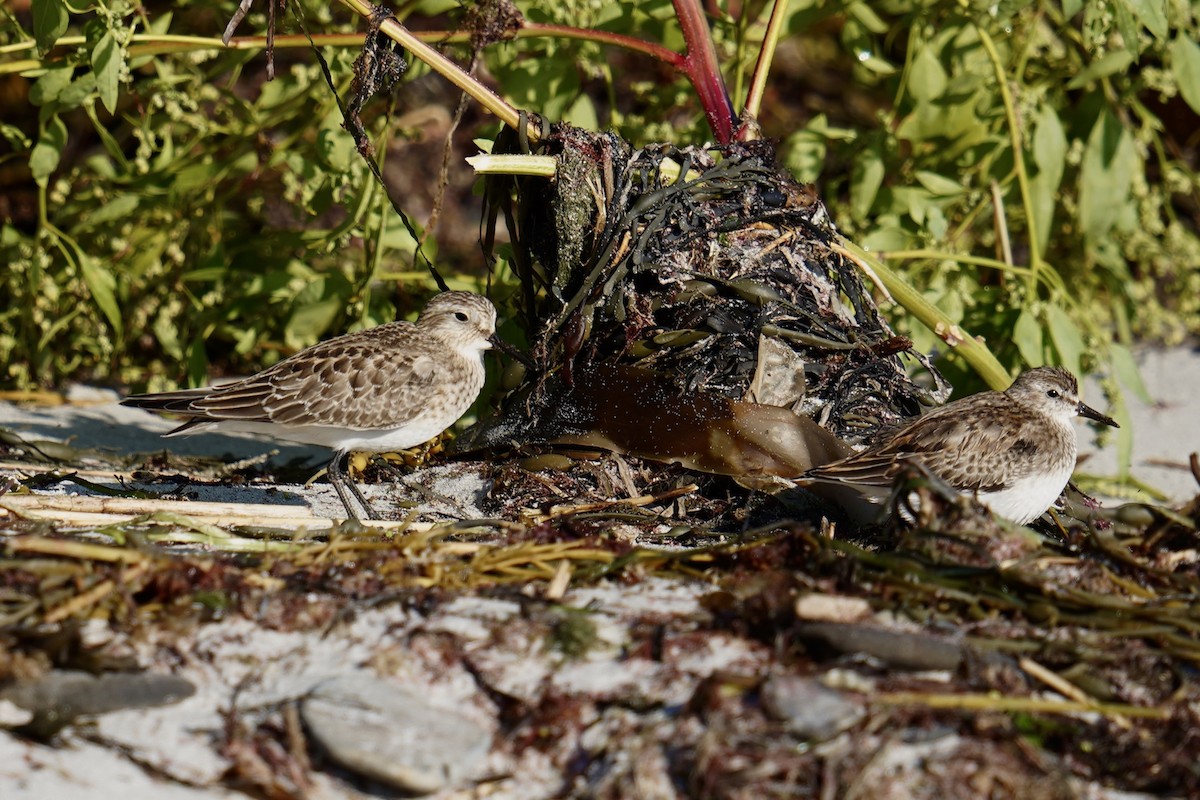 Baird's Sandpiper - ML624169690