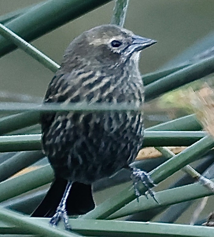 Red-winged Blackbird - Richard Parsons