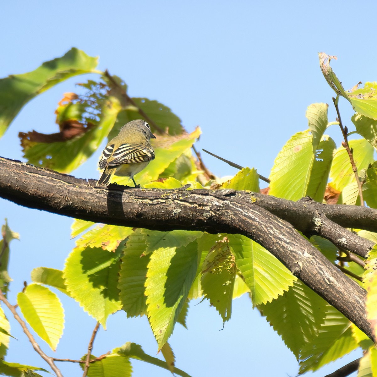 Blue-headed Vireo - ML624169693