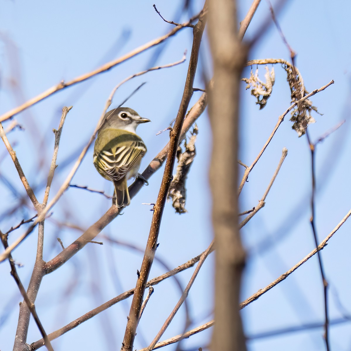 Blue-headed Vireo - Danielle  A