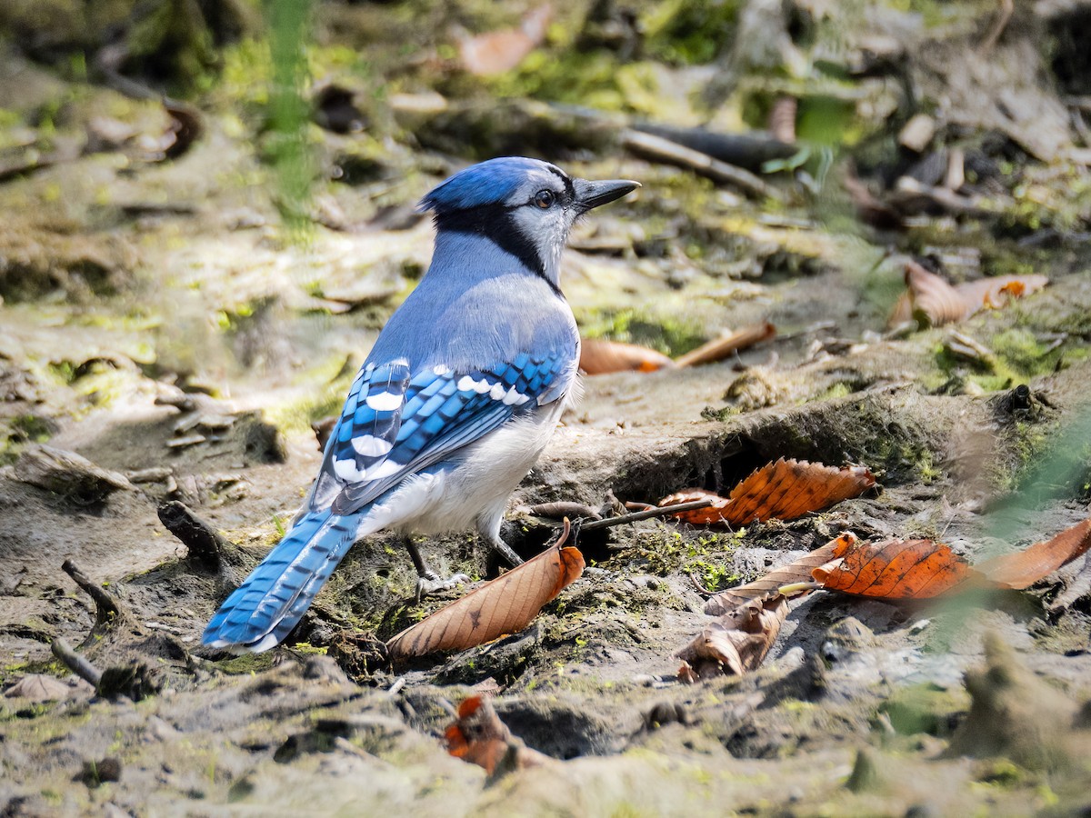 Blue Jay - ML624169702