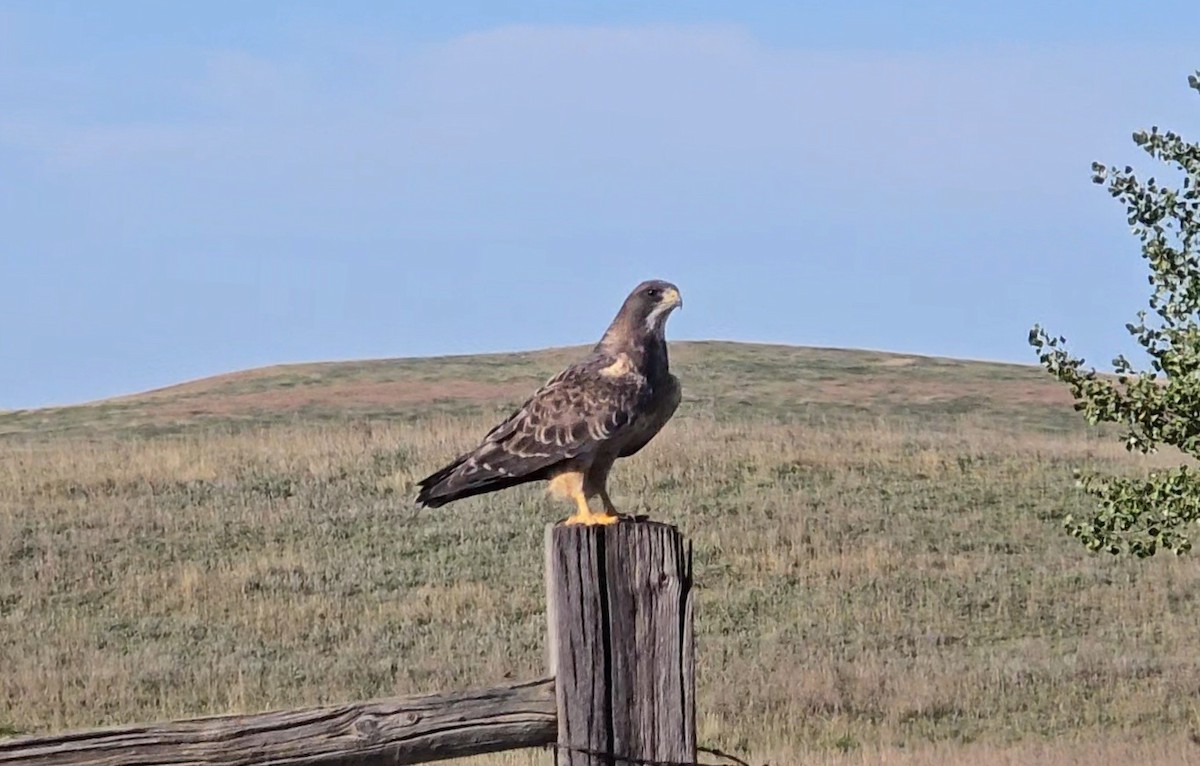 Swainson's Hawk - ML624169714