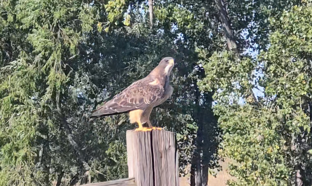 Swainson's Hawk - ML624169715