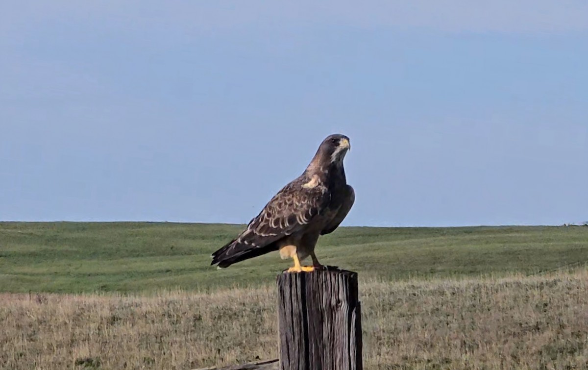 Swainson's Hawk - ML624169716