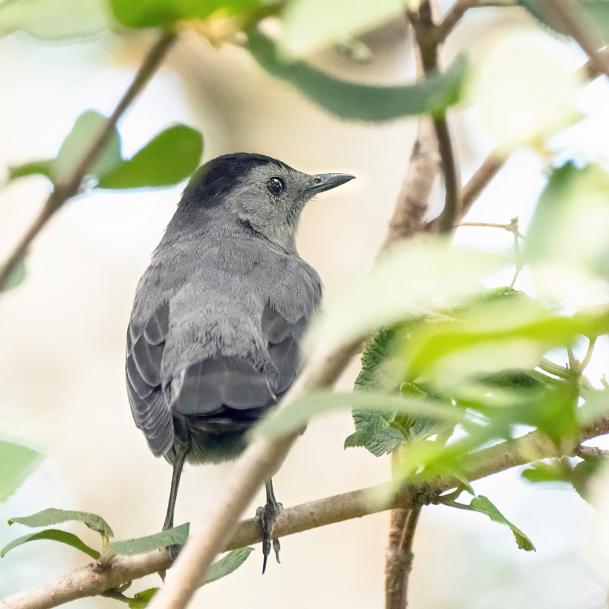 Gray Catbird - ML624169726