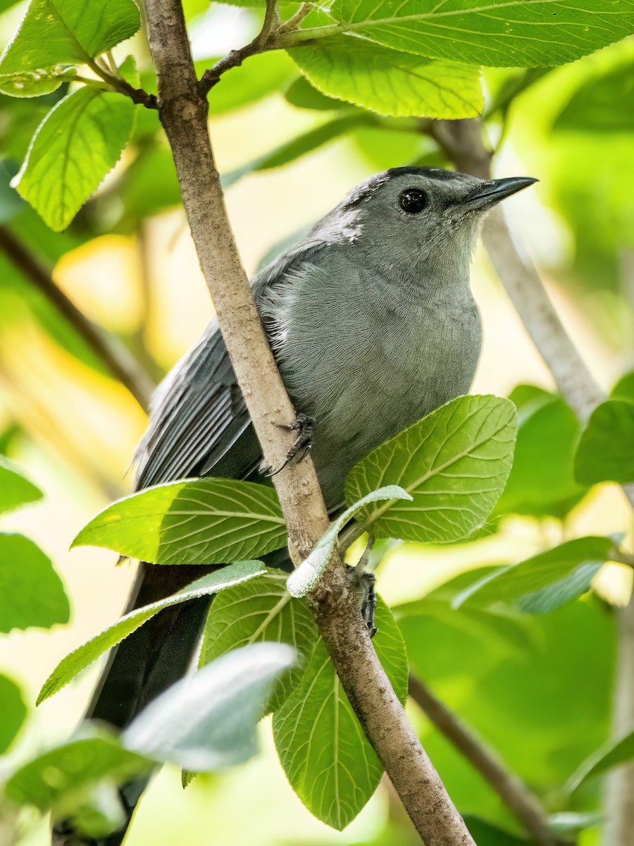 Gray Catbird - ML624169727