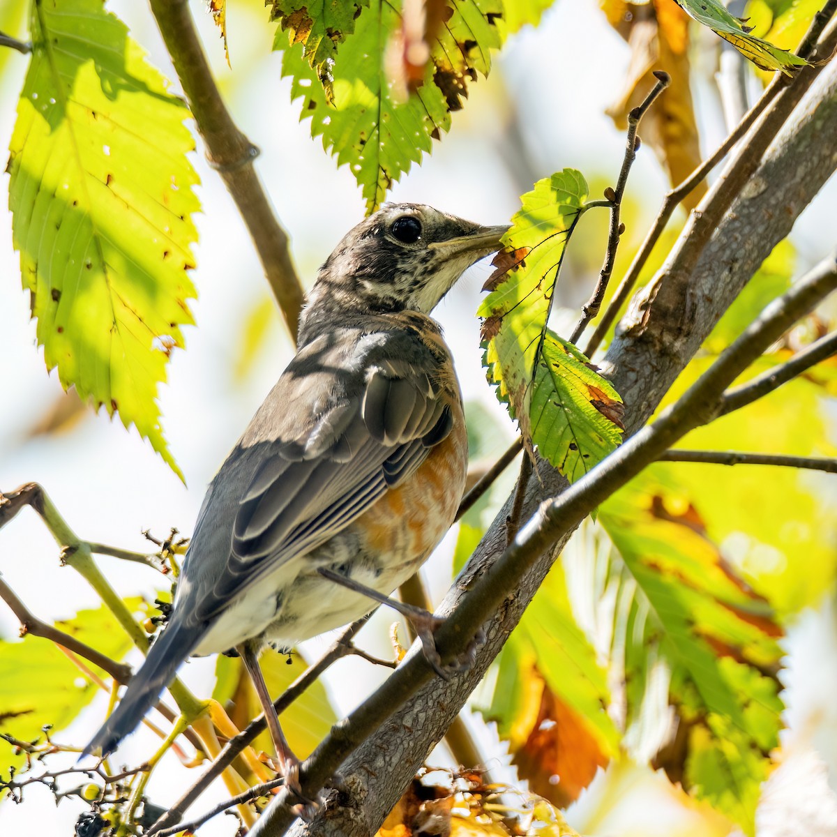 American Robin - ML624169739