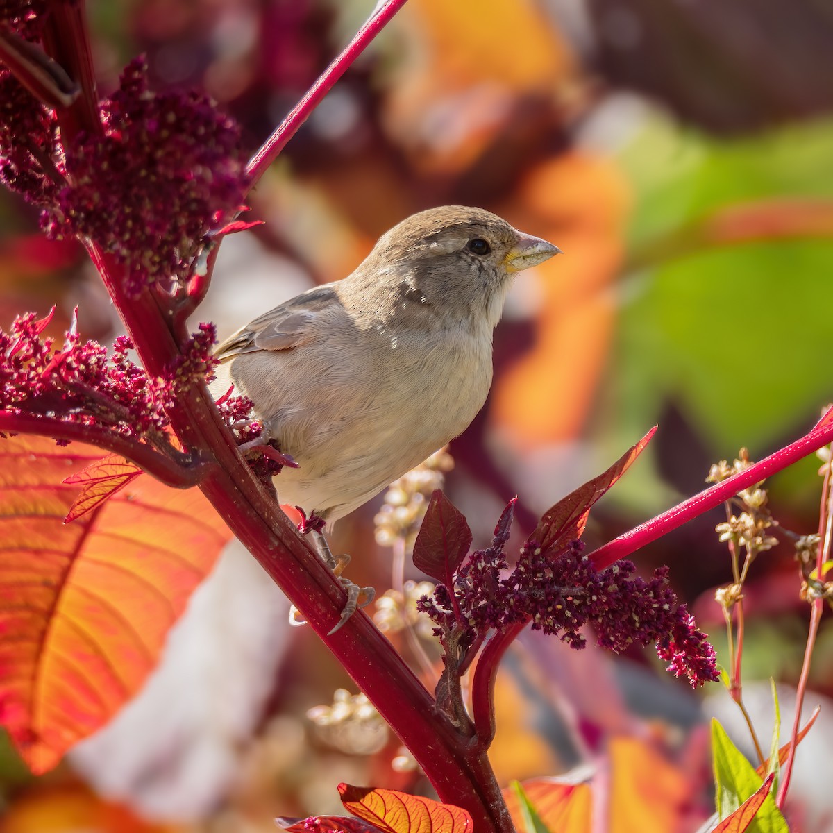 House Sparrow - ML624169745