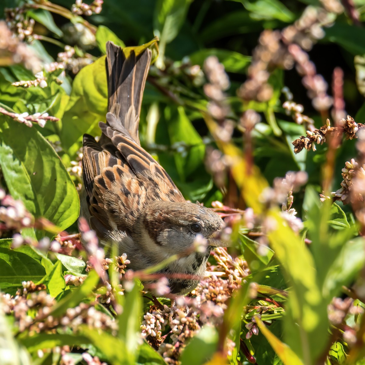 House Sparrow - Danielle  A