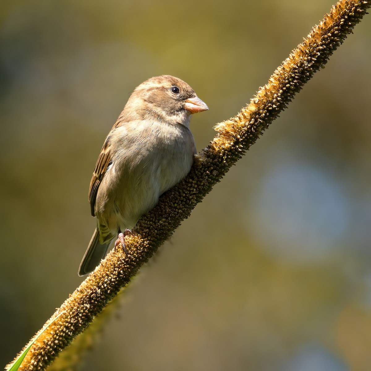 House Sparrow - ML624169747