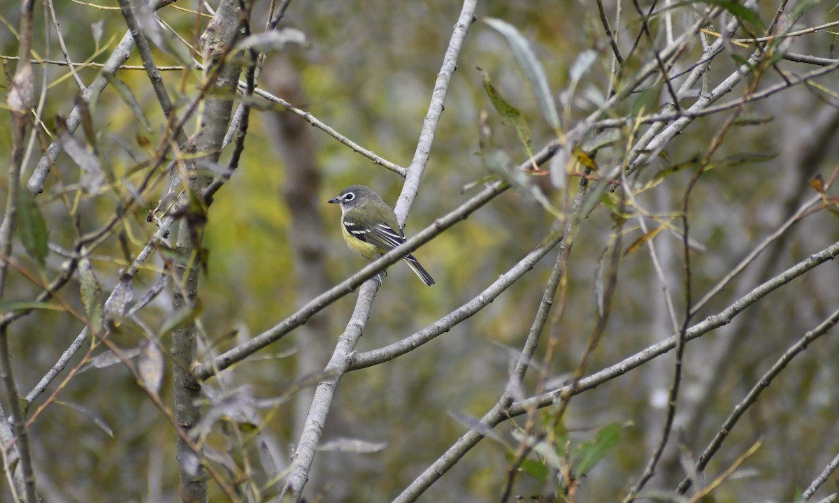 Vireo Solitario - ML624169753