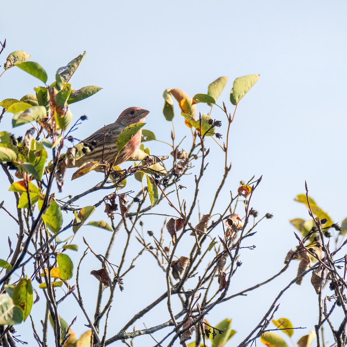 House Finch - ML624169754