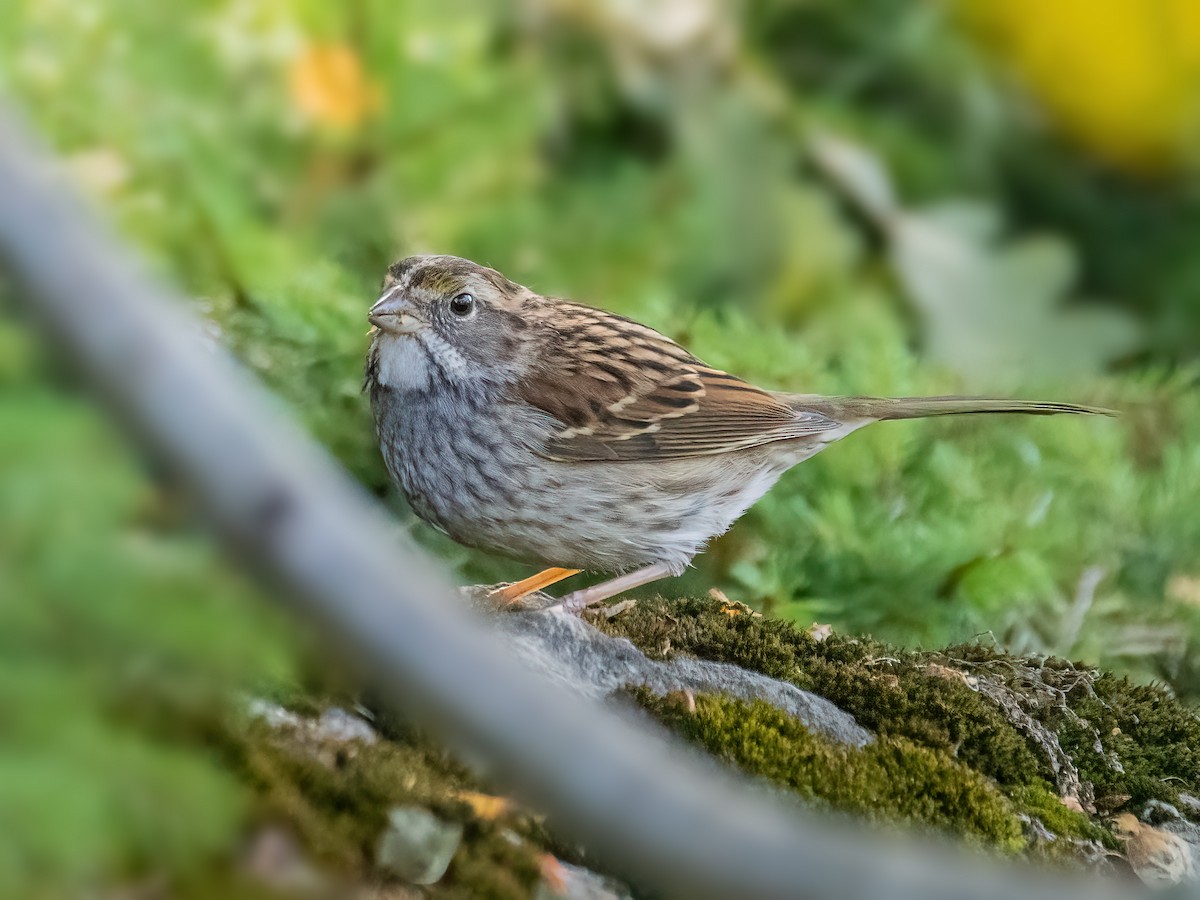 White-throated Sparrow - ML624169762