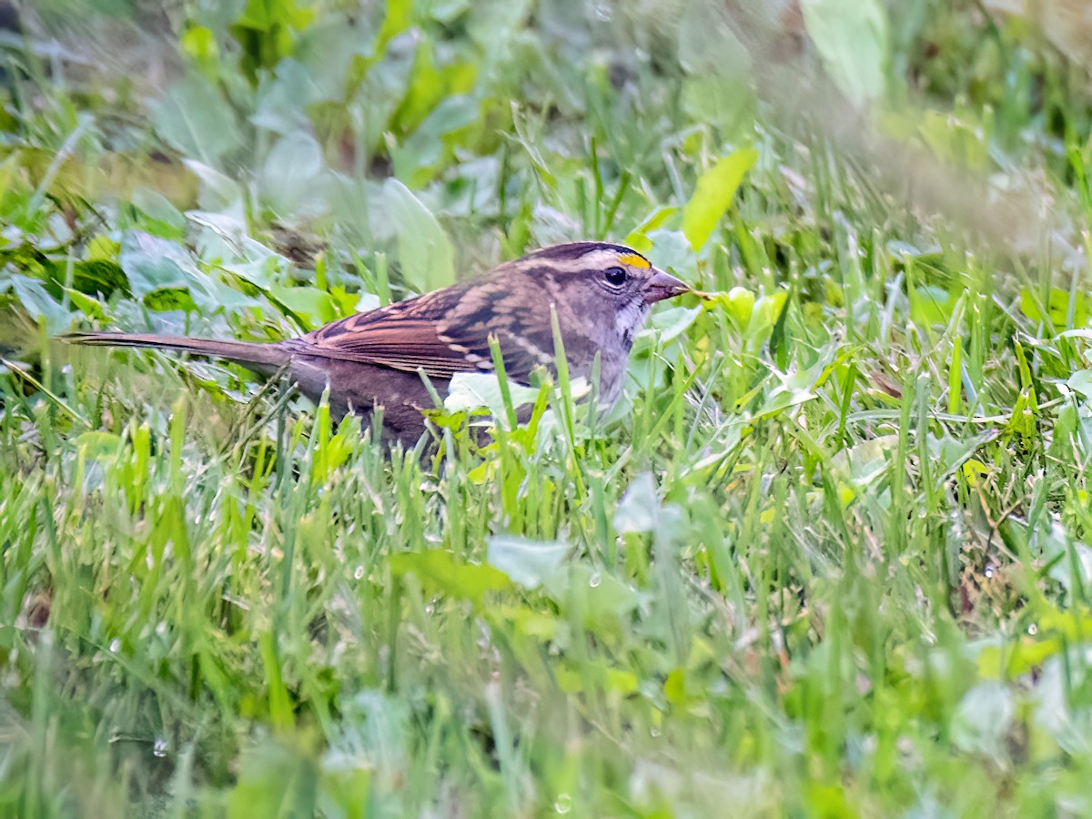 White-throated Sparrow - ML624169763