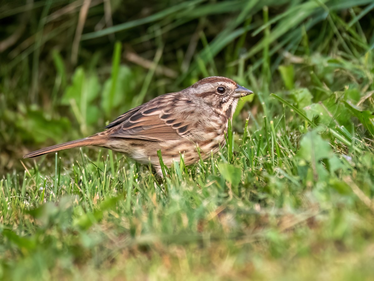 Song Sparrow - ML624169769