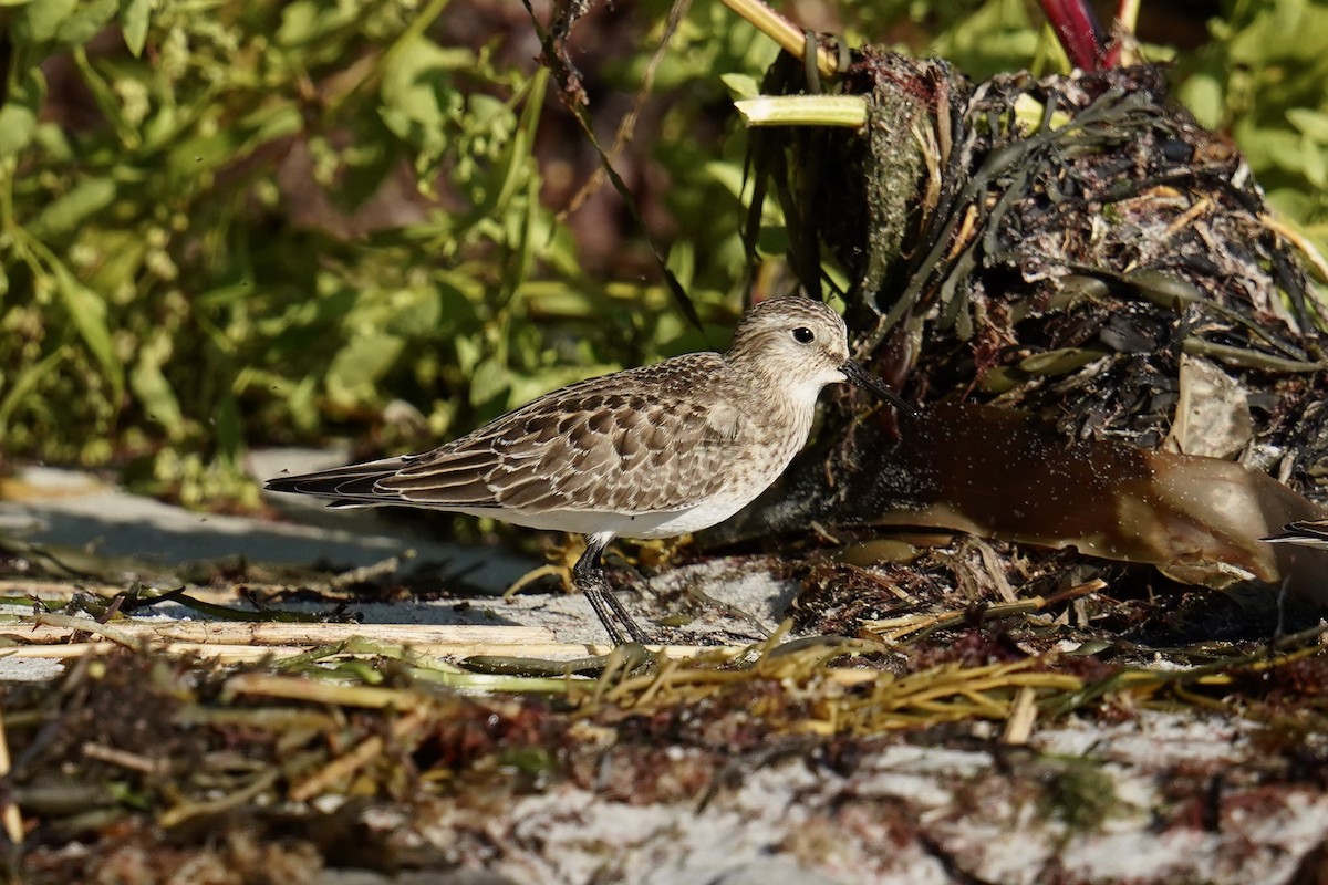 Baird's Sandpiper - ML624169770