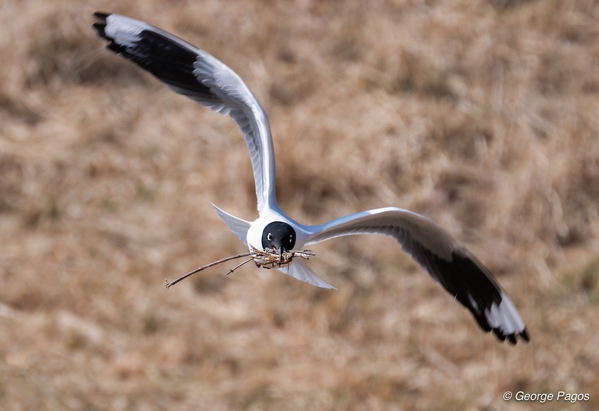 Andean Gull - ML624169771