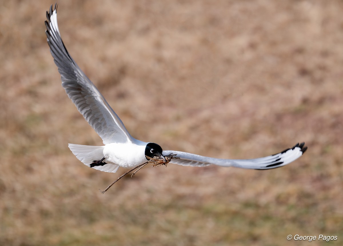 Andean Gull - ML624169772