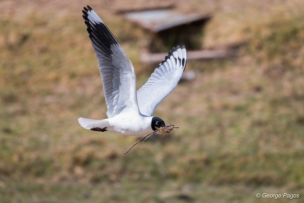Andean Gull - ML624169773