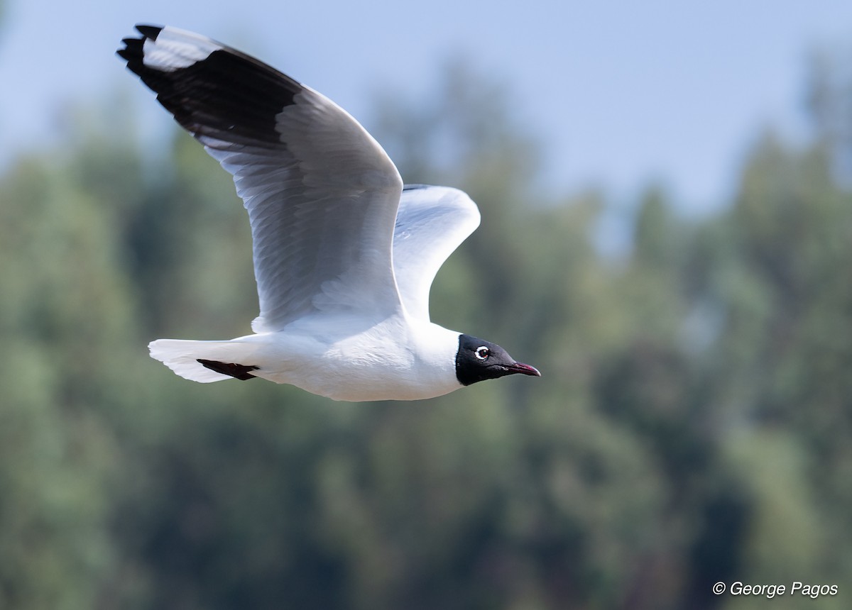Andean Gull - ML624169774