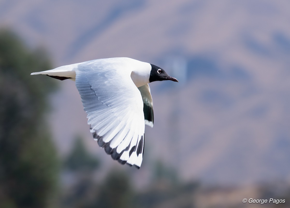 Andean Gull - ML624169775