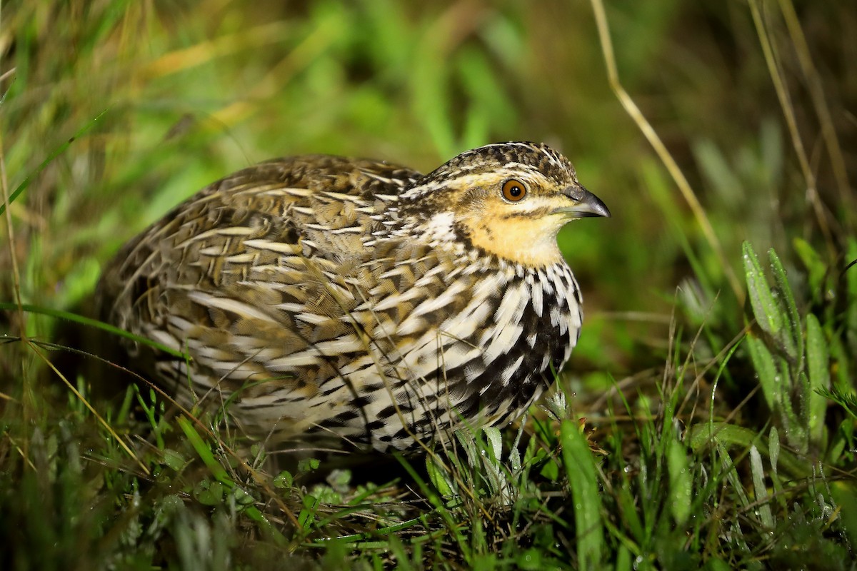 Stubble Quail - ML624169776