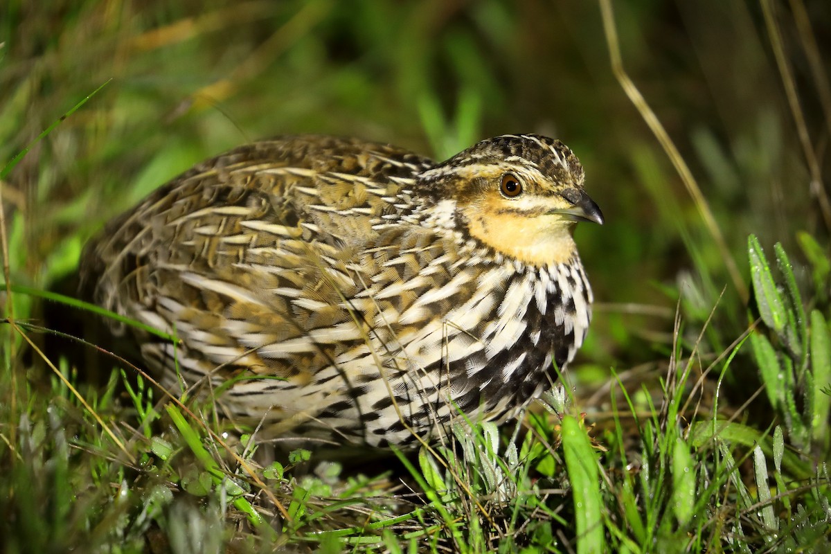 Stubble Quail - ML624169777