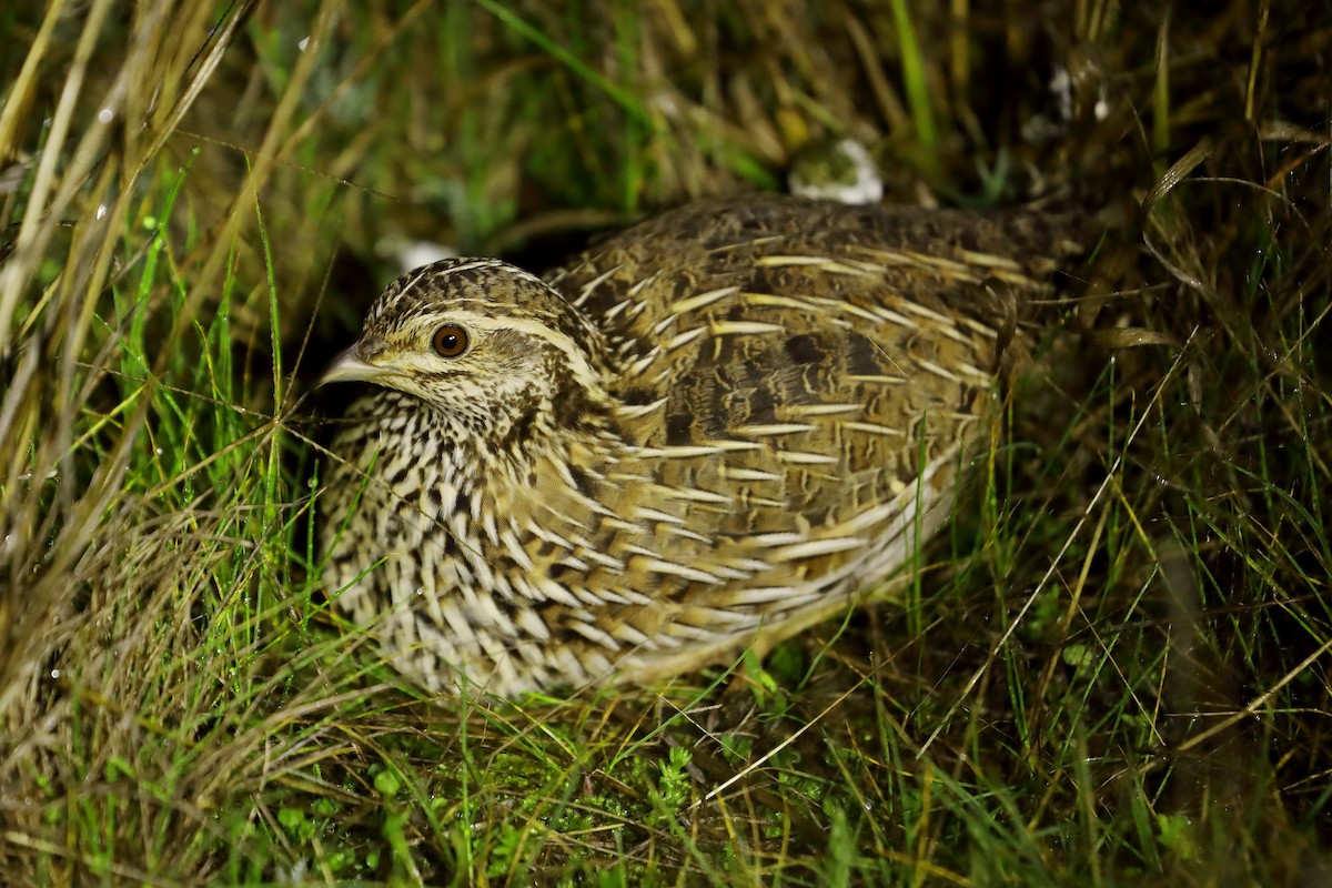 Stubble Quail - Peter Kyne