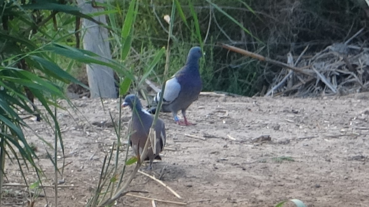 Rock Pigeon (Feral Pigeon) - ML624169779