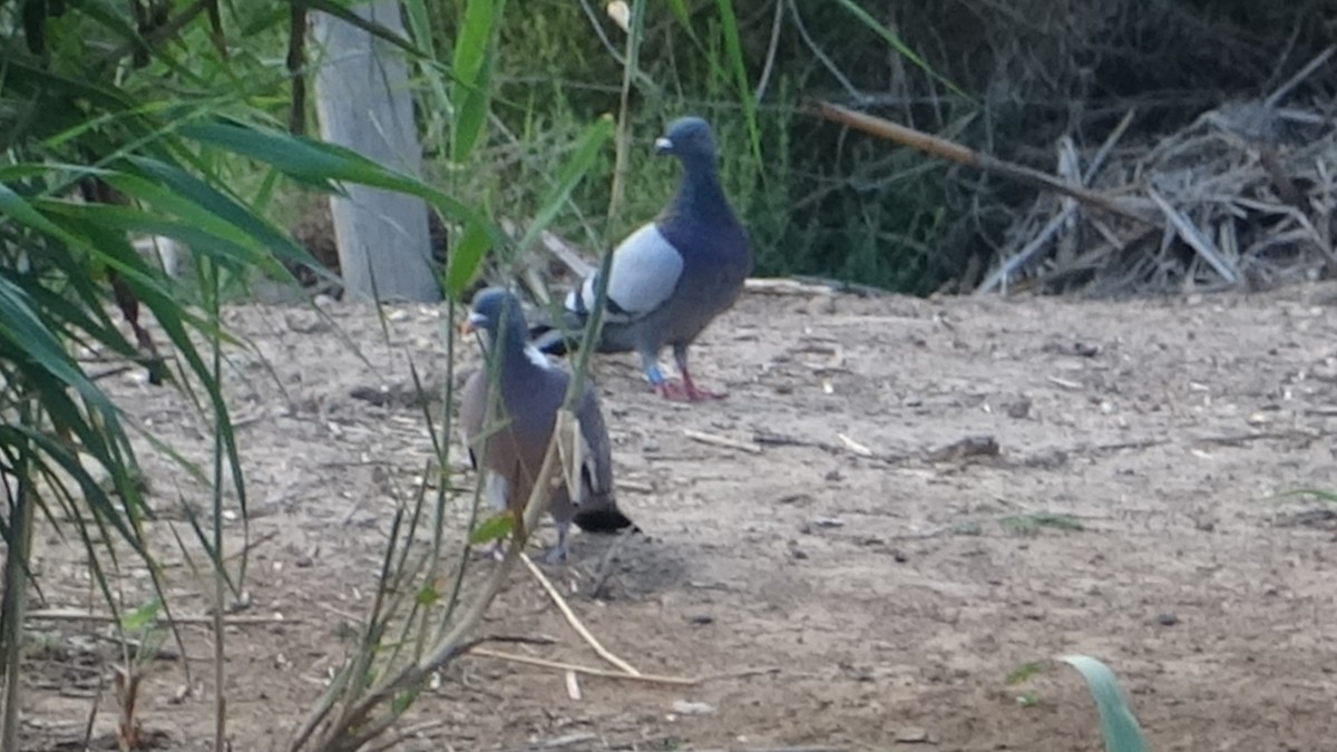 Rock Pigeon (Feral Pigeon) - ML624169780