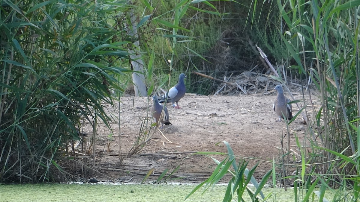 Rock Pigeon (Feral Pigeon) - ML624169781