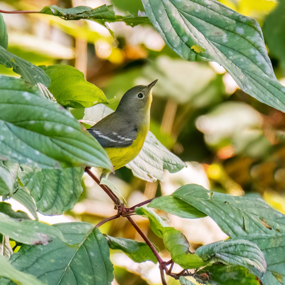 Magnolia Warbler - ML624169782