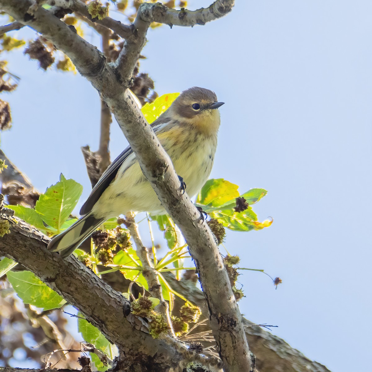 Yellow-rumped Warbler - ML624169785