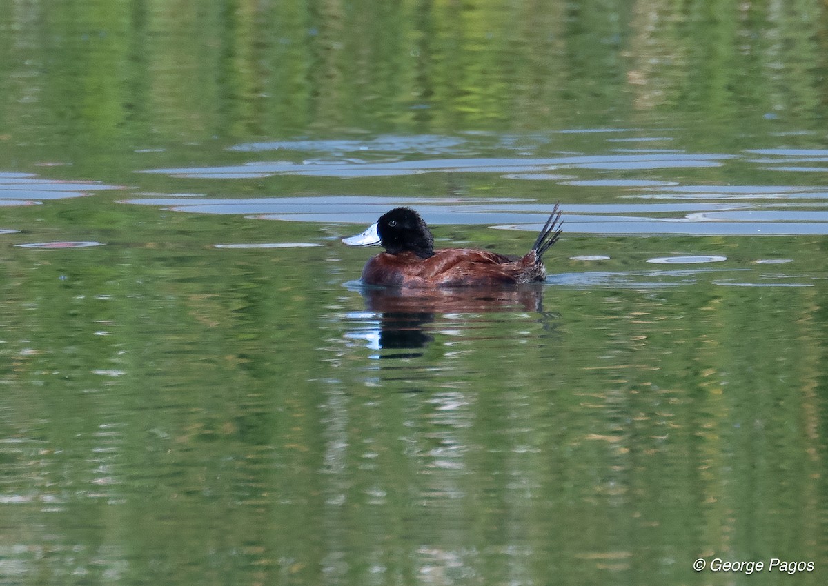 Andean Duck - ML624169796