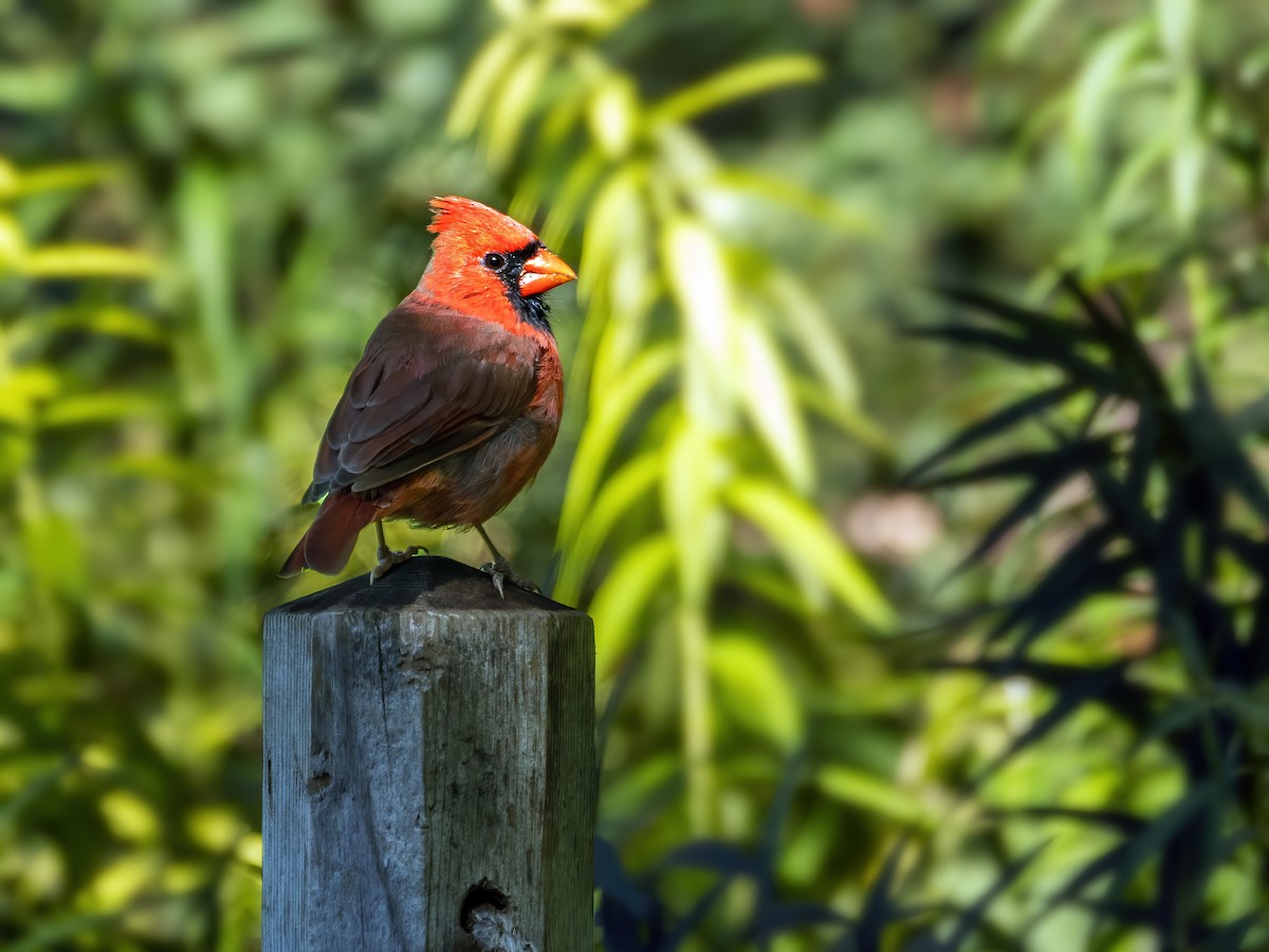 Northern Cardinal - ML624169797