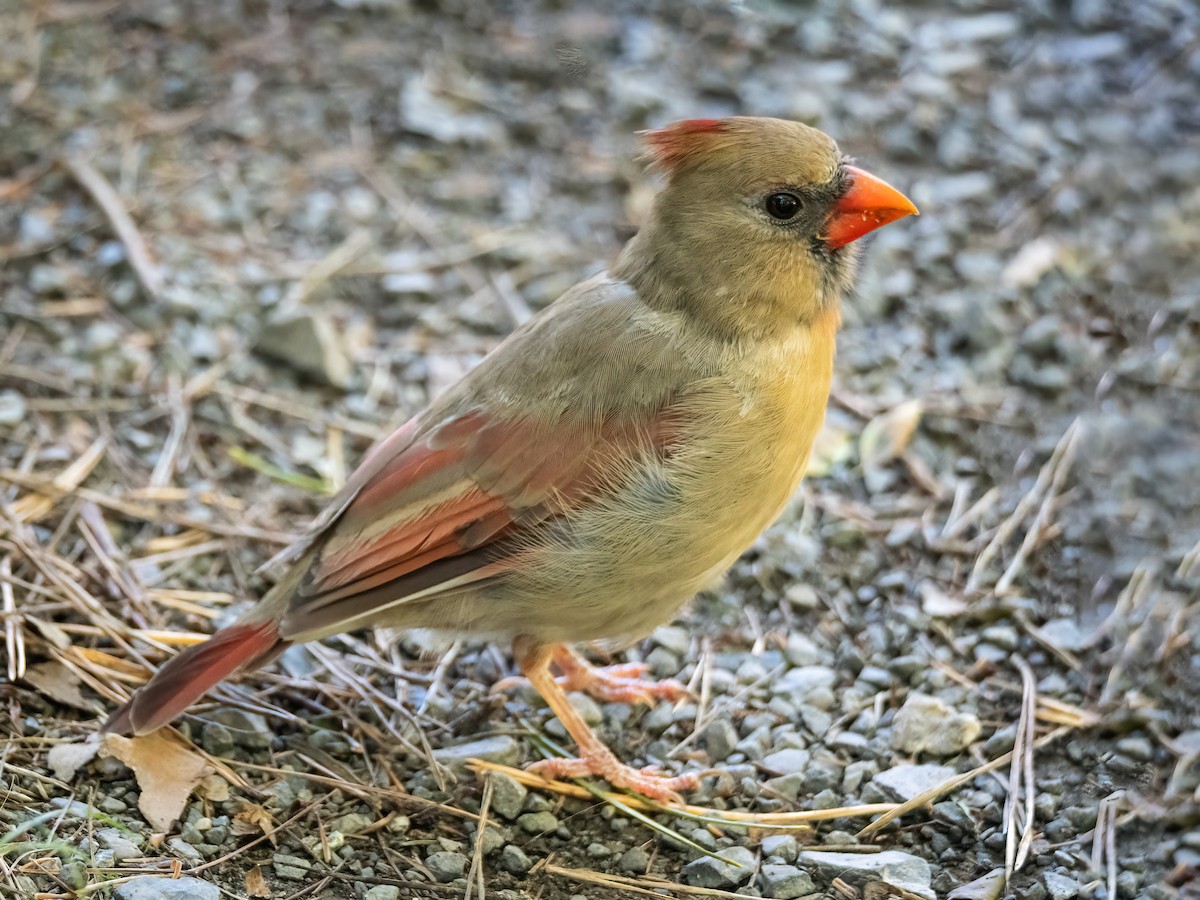 Northern Cardinal - ML624169798