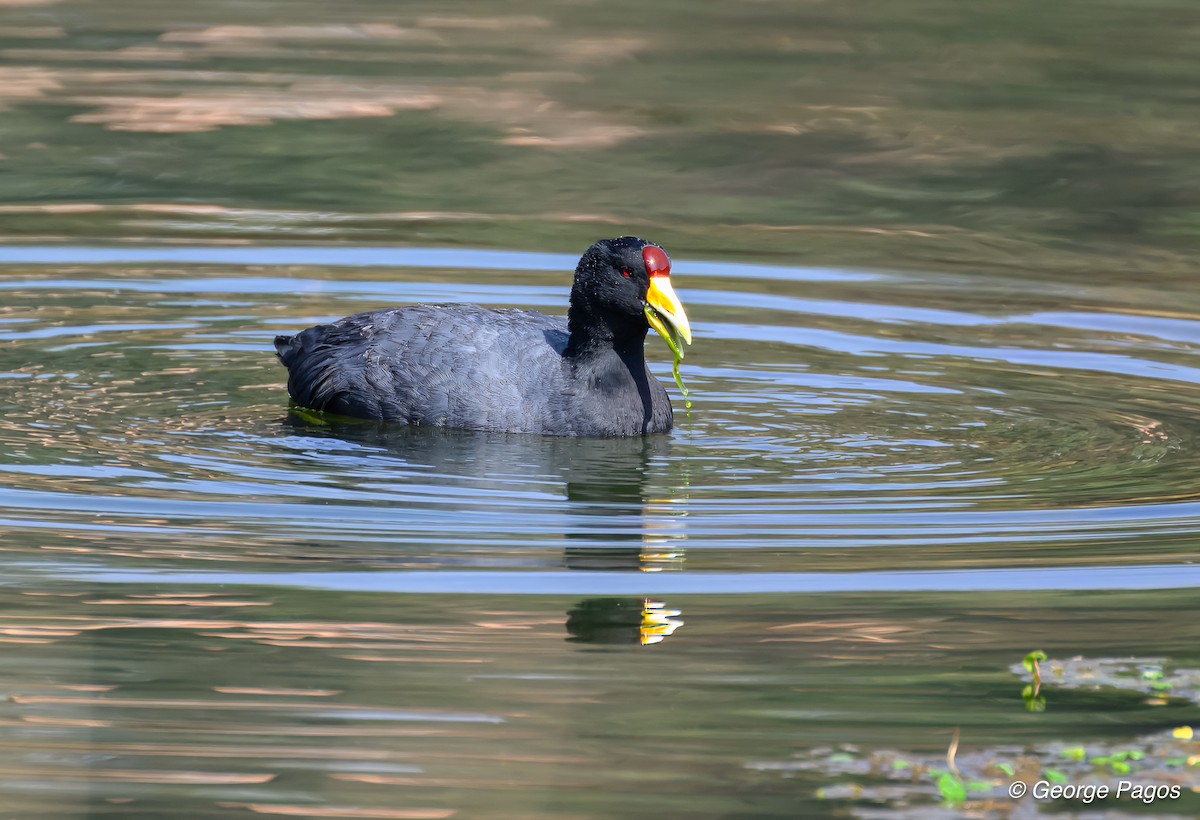 Slate-colored Coot - ML624169804