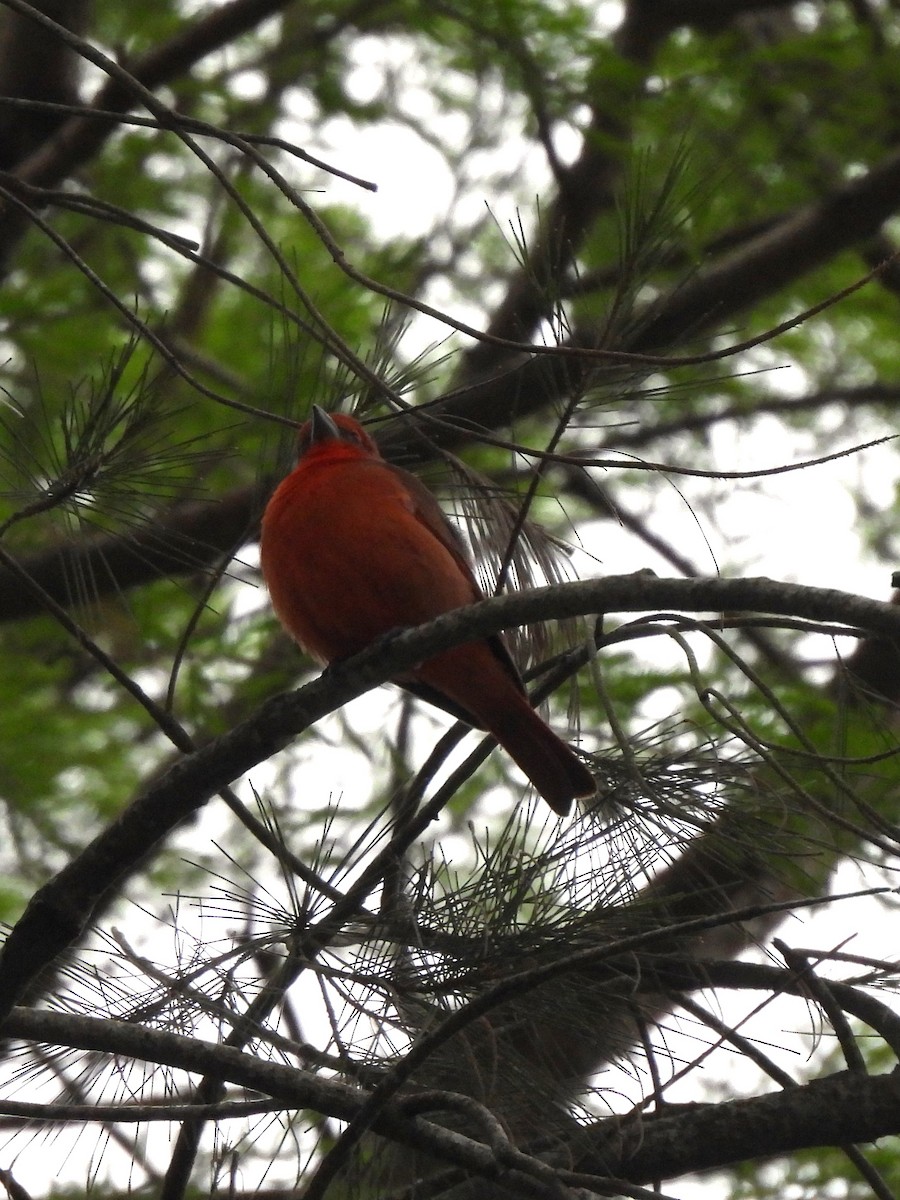 Hepatic Tanager - Maria Lujan Solis