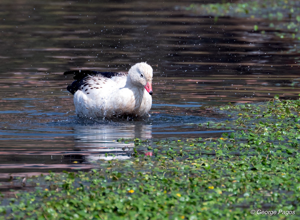 Andean Goose - ML624169817