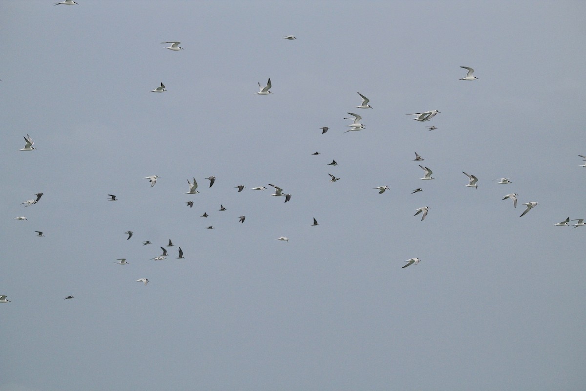 Common Tern - ML624169838