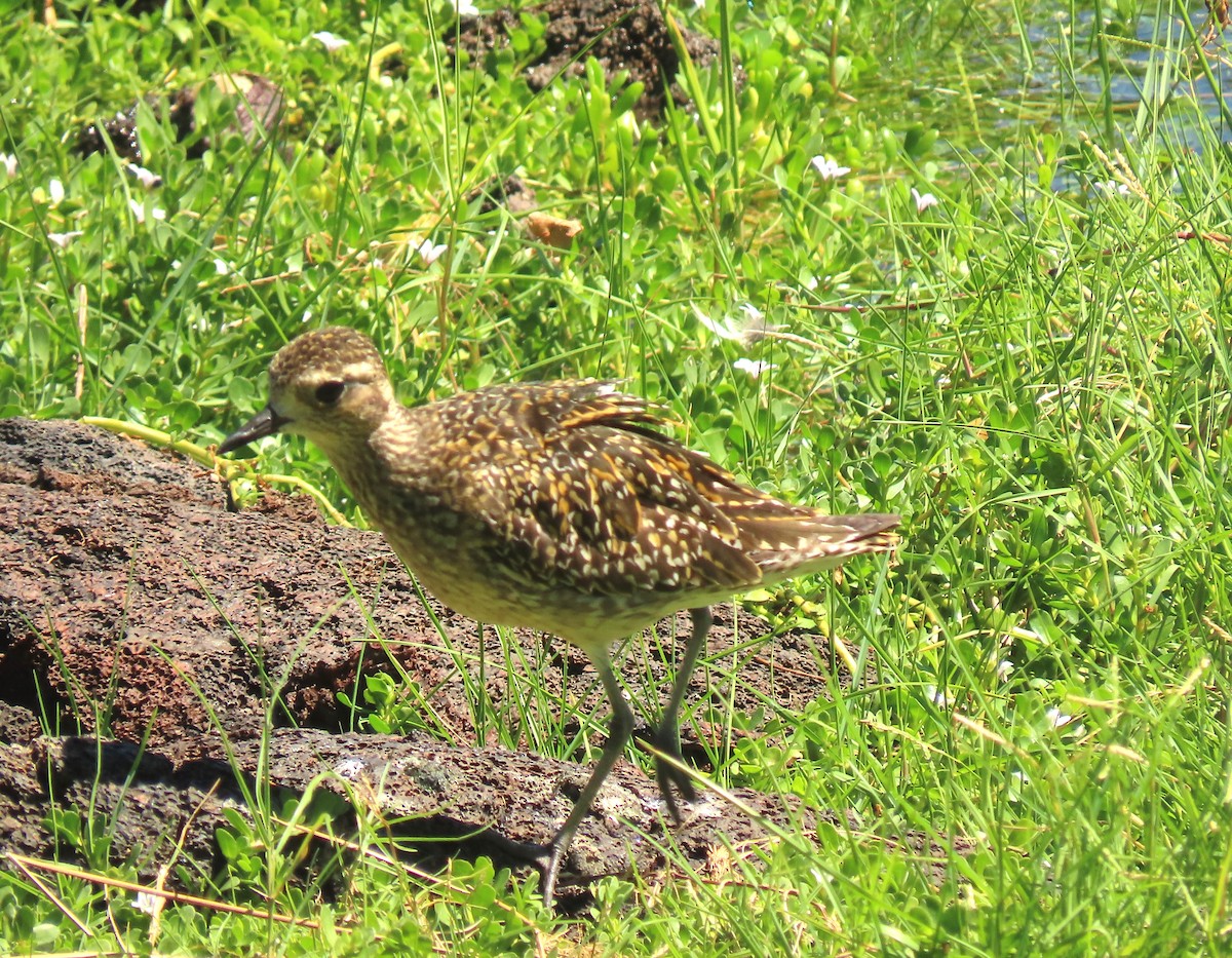 Pacific Golden-Plover - Bob Hargis