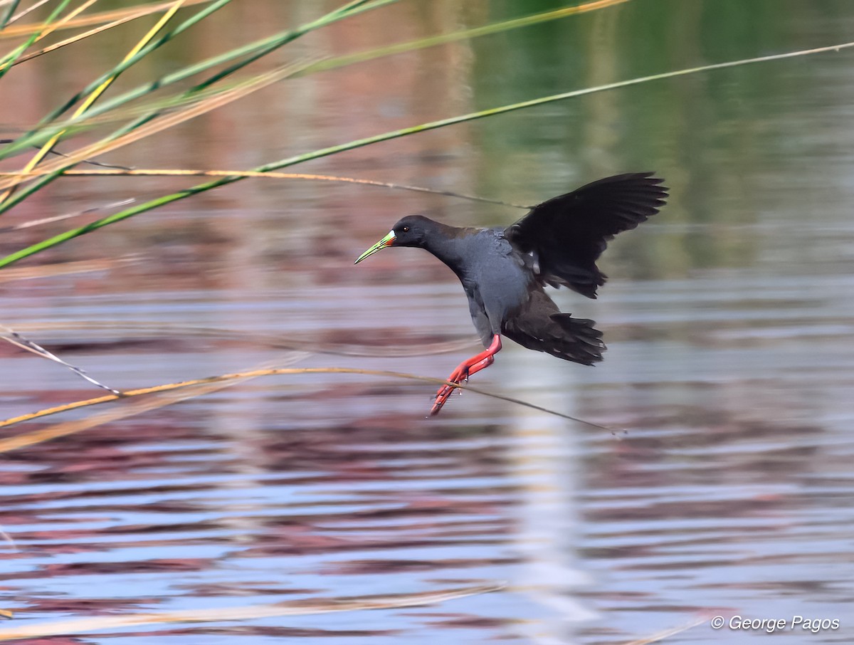 Plumbeous Rail - ML624169843