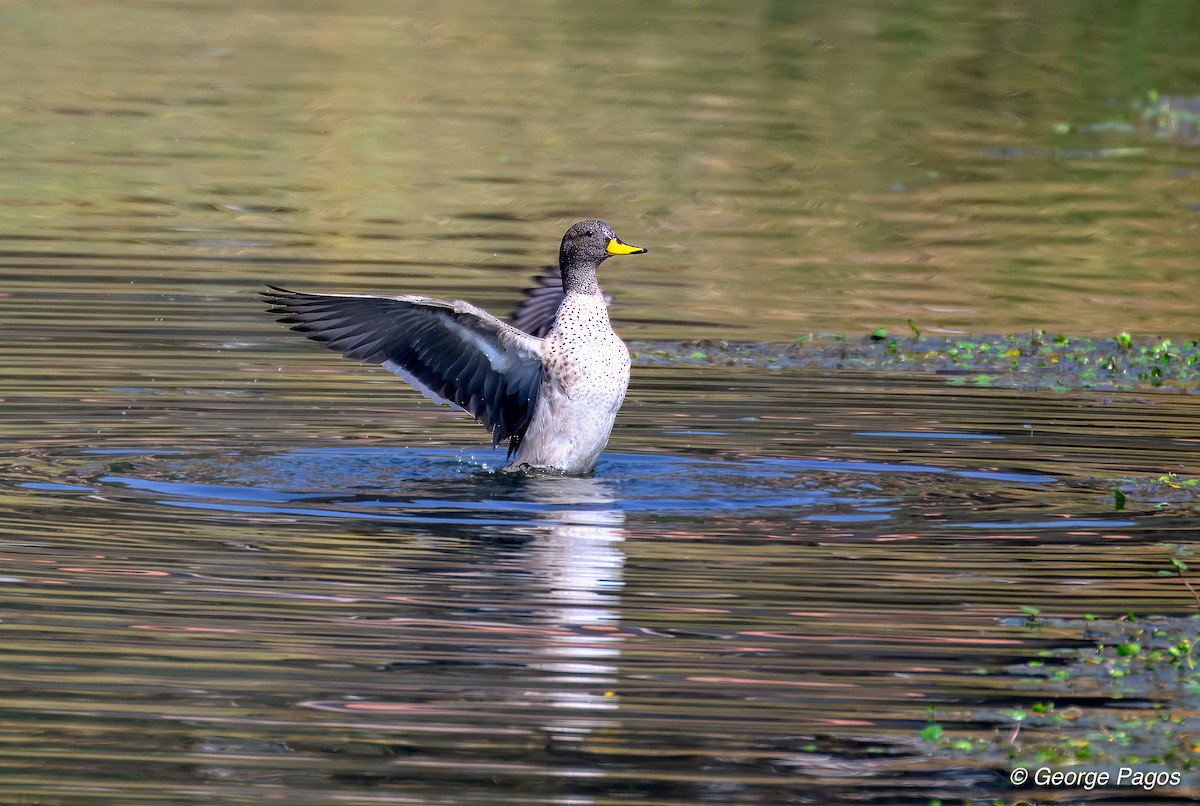 Yellow-billed Teal - ML624169848