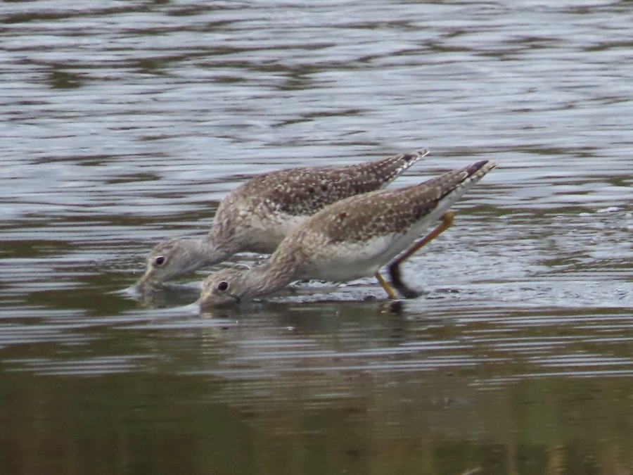 Greater Yellowlegs - Ruth Bergstrom