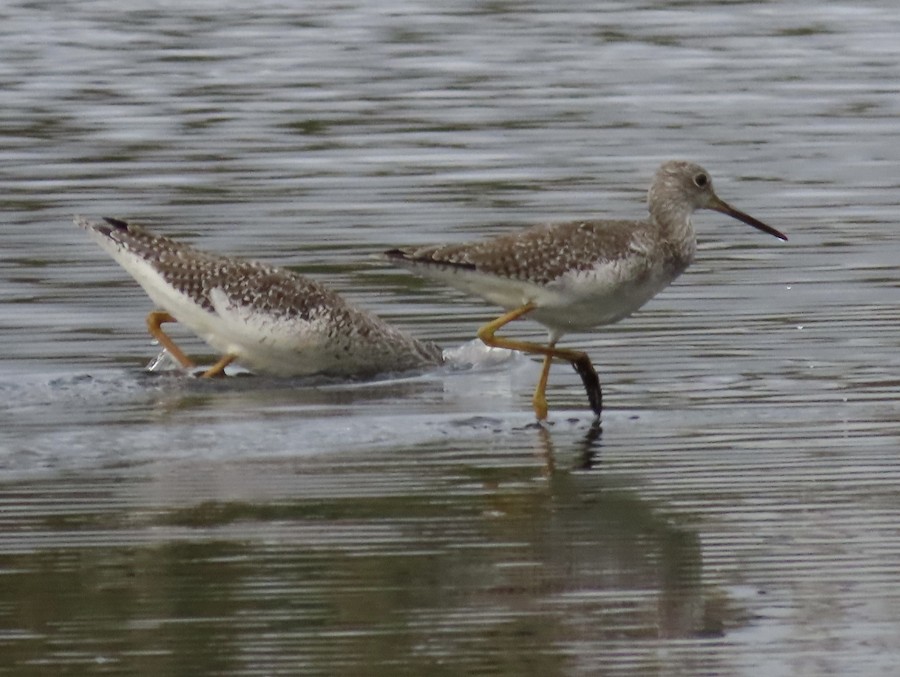 Greater Yellowlegs - Ruth Bergstrom