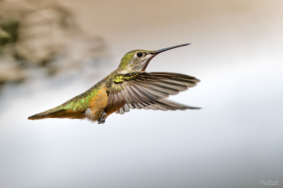 Rufous Hummingbird - ML624169910