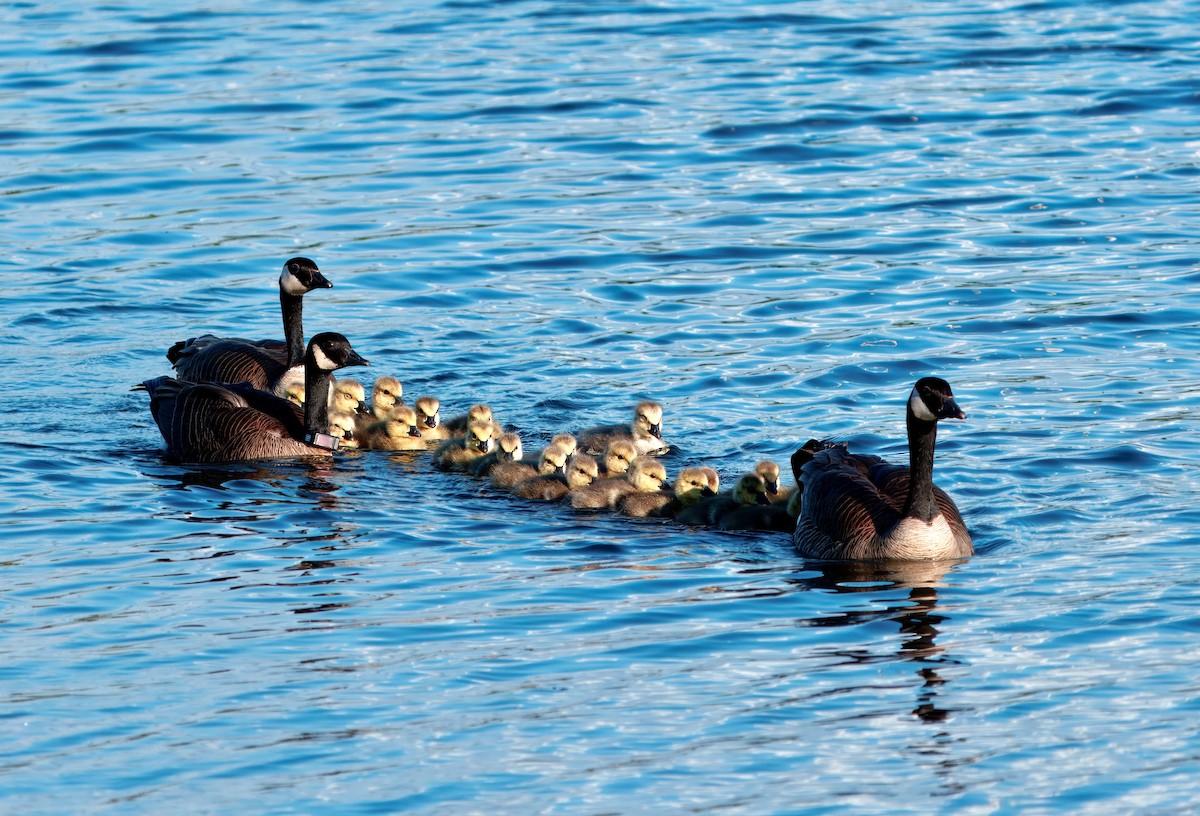 Canada Goose - Julie Schneider