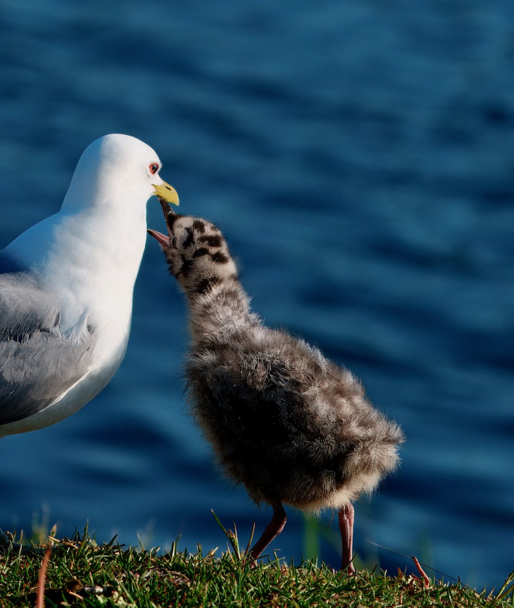 Short-billed Gull - ML624169919