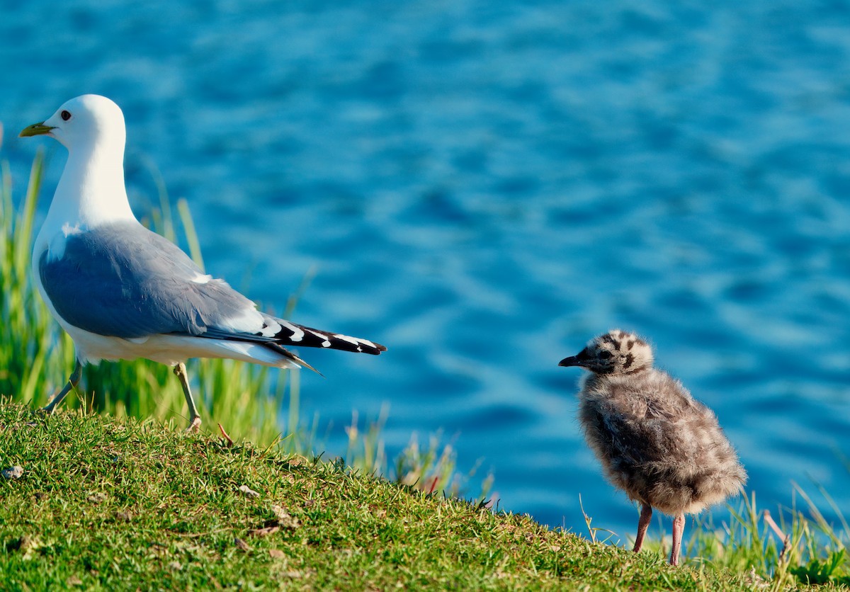 Short-billed Gull - ML624169920